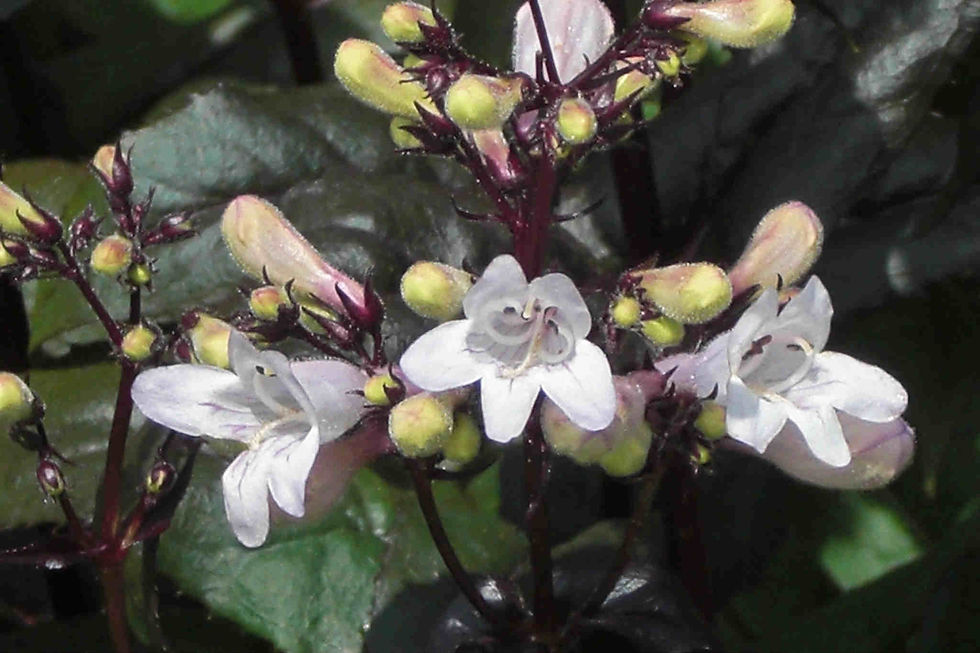 Thumbnail: Penstemon Digitalis - Husker Red seed white flowers