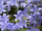 Campanula Lactiflora - New Hybrids seed purple flowers blue flowers