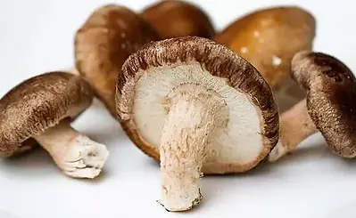 cogumelo_shitake_279_1_20200320154141.webp