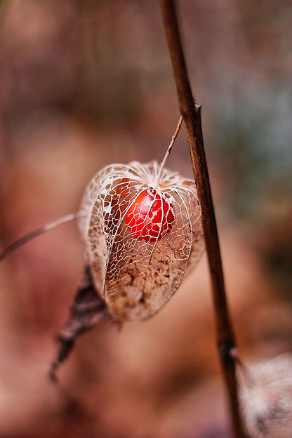 physalis-4770284_1280.jpg
