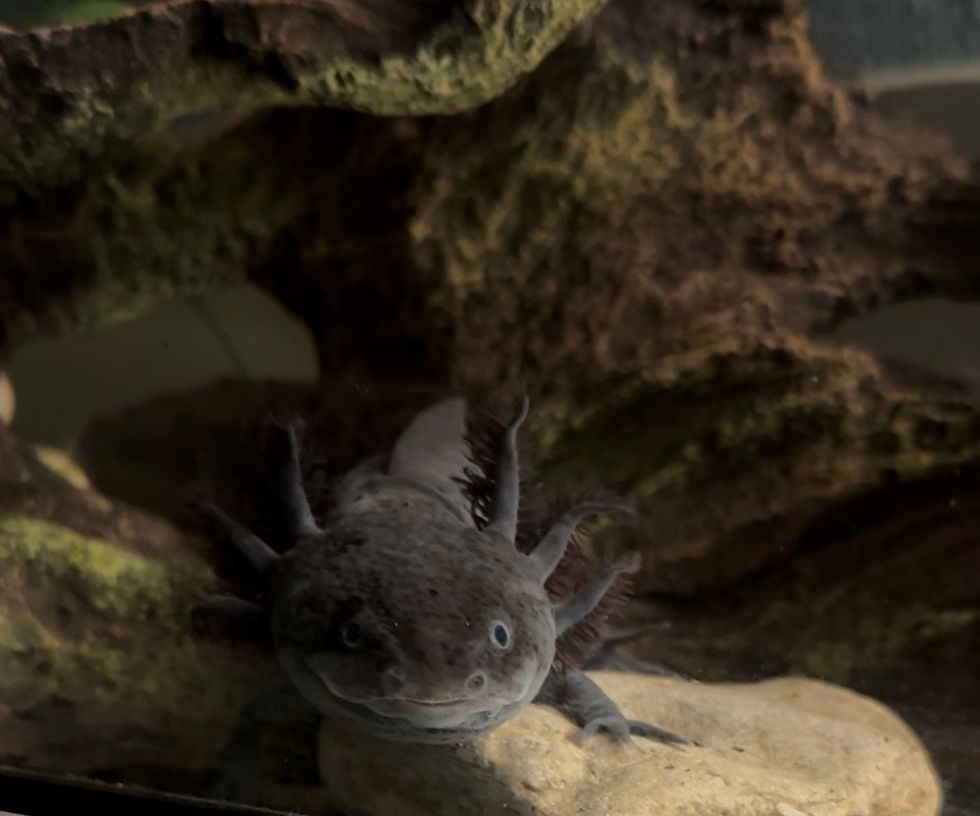 Pedro the axolotl in my living room