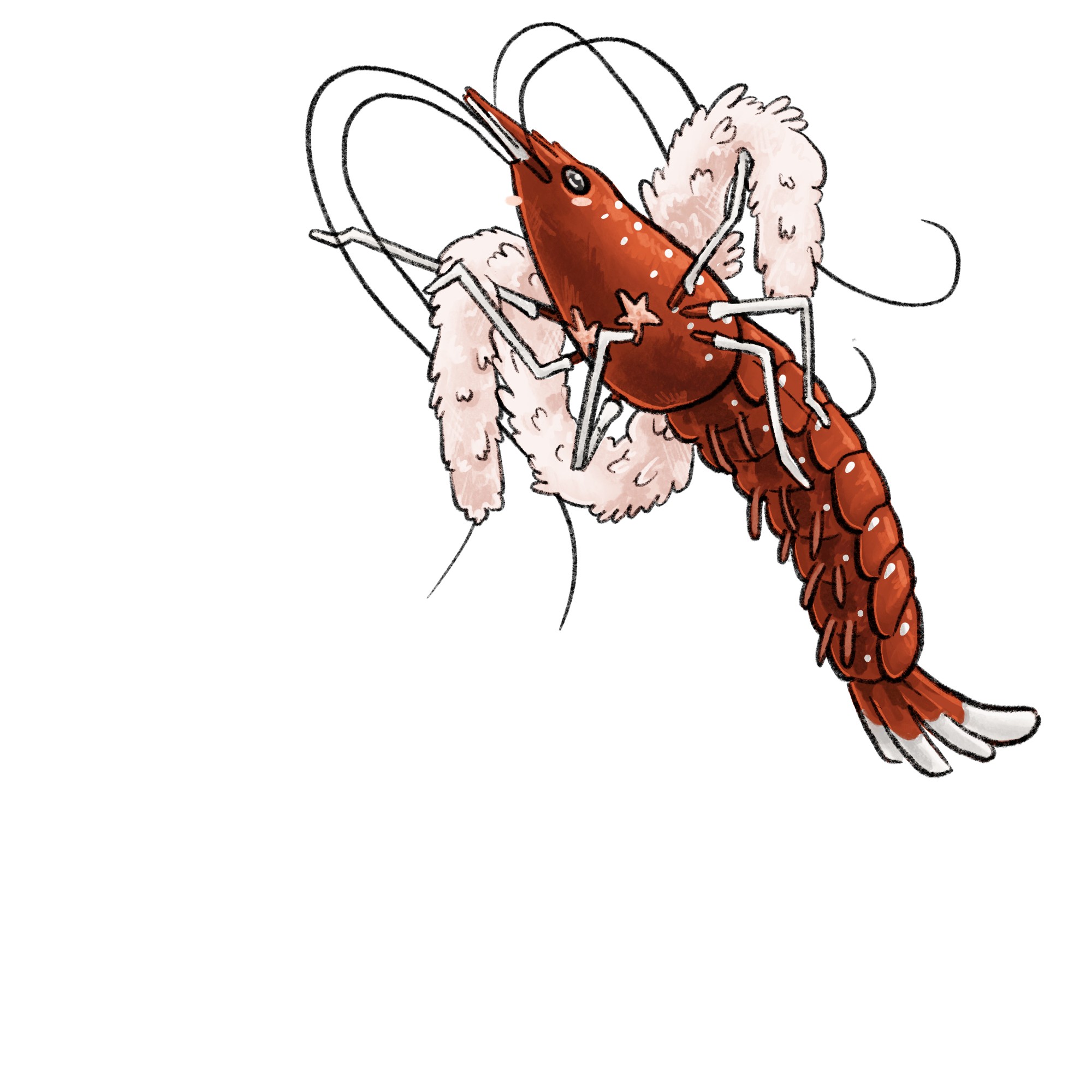 Burlesque Shrimp Sticker