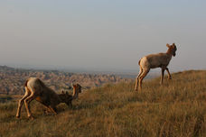 IMG_0064.jpeg