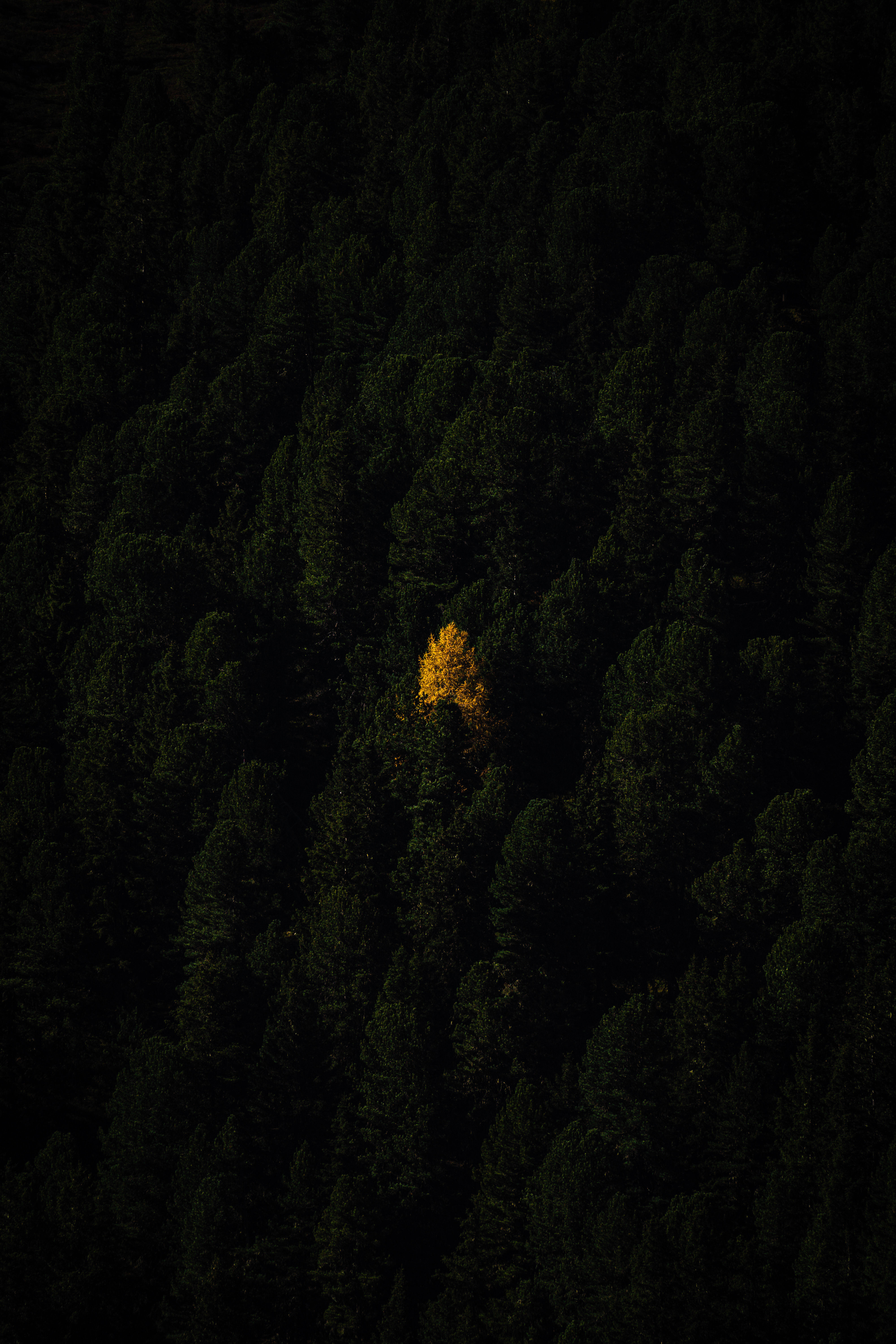 The outstanding tree