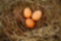 TREV8961[1].jpeg