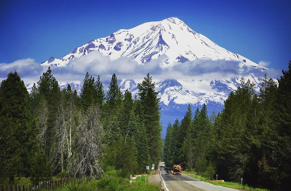 shasta.webp
