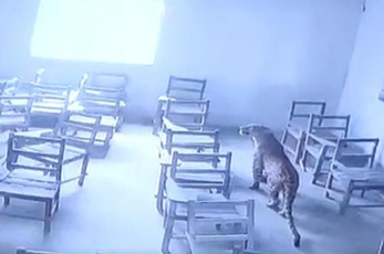 Հնդկաստանում ընձառյուծը ներխուժել է դպրոց. կան տուժածներ (տեսանյութ)