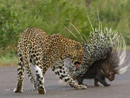 Ընձառյուծը պարտվել է փշախոզուկի հետ մենամարտում (տեսանյութ)