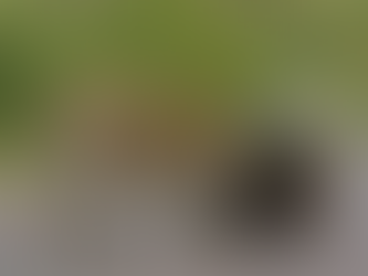 Ընձառյուծը պարտվել է փշախոզուկի հետ մենամարտում (տեսանյութ)