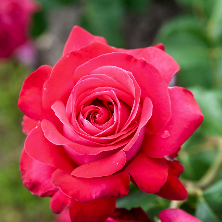rose.png