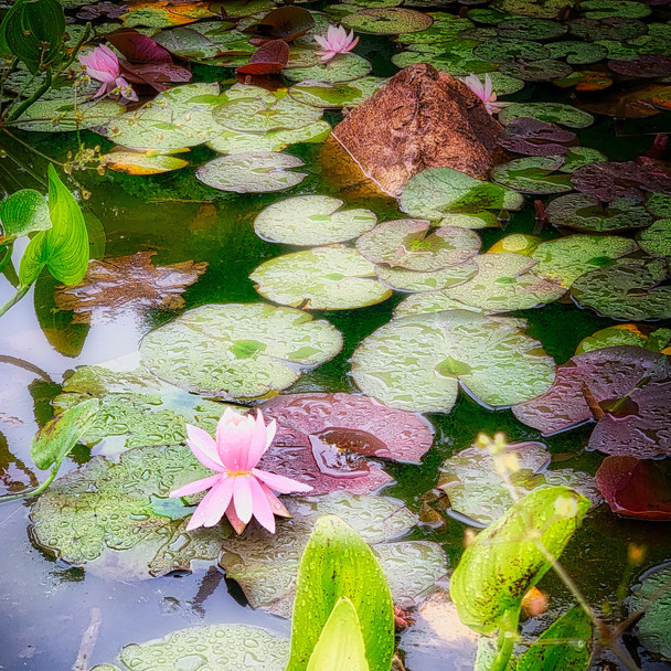 Lily Pond in the Rain, Vancouver_