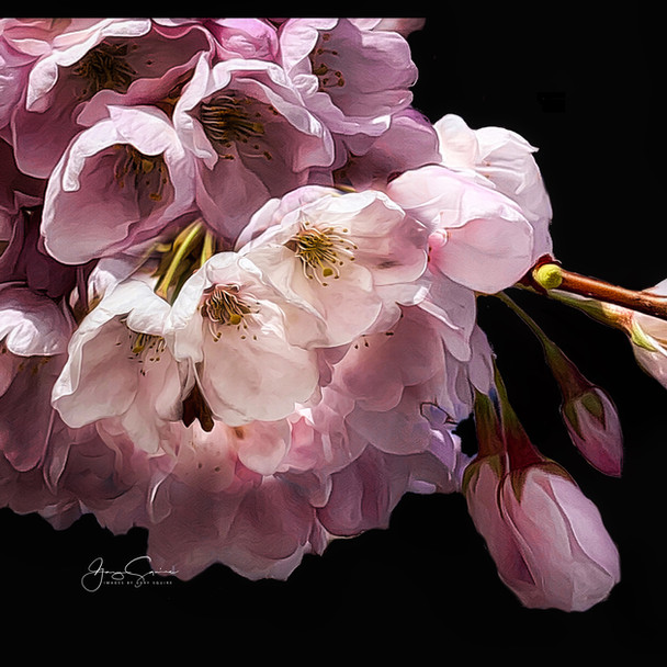 Spring Blossoms