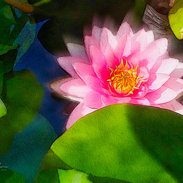 Pink Water Lily, VanDusen Garden_