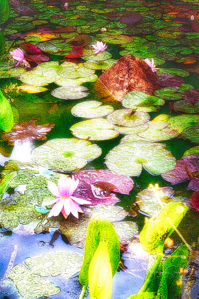 Water Lilies in the Rain