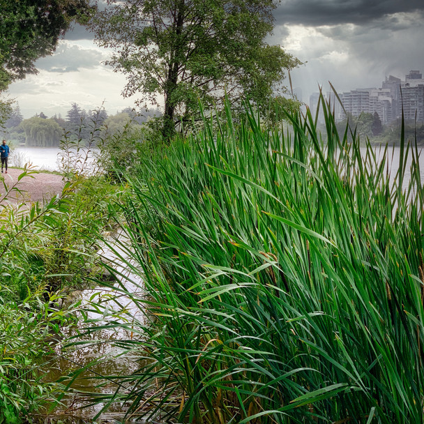 Rainy Lost Lagoon, Stanley Park_