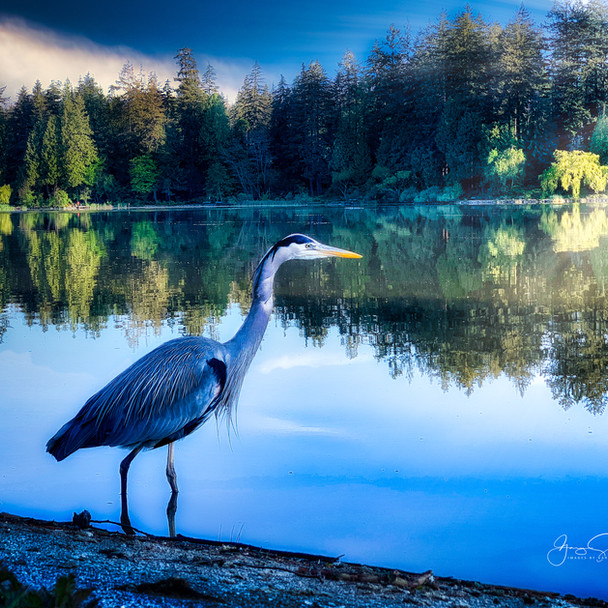 Heron at Lost Lagoon, Vancouver_