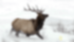 Elk 2.gif
