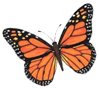 butterfly-animated-gif-33.gif