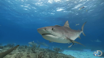 fish swim 1.gif