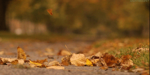 10-Animated-Autumn-Images-49010-5.gif