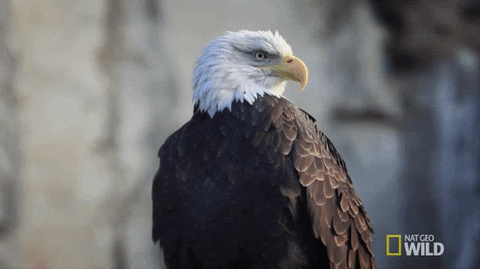 eagle2.gif