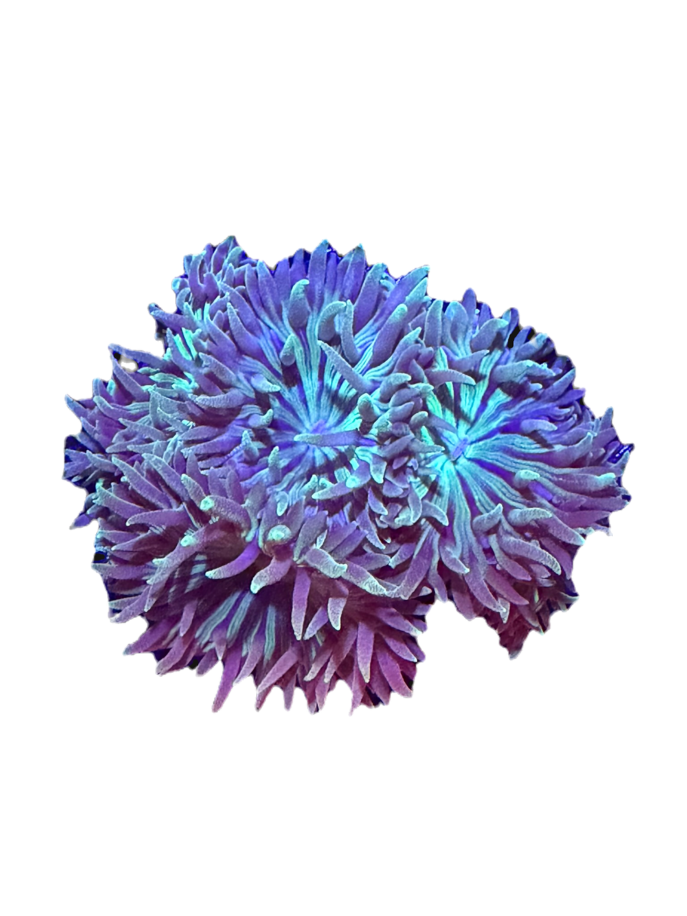 duncan coral