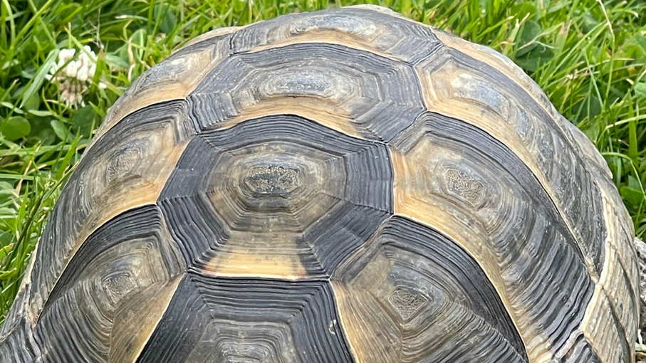 How To Behave Like A Civilised Tortoise
