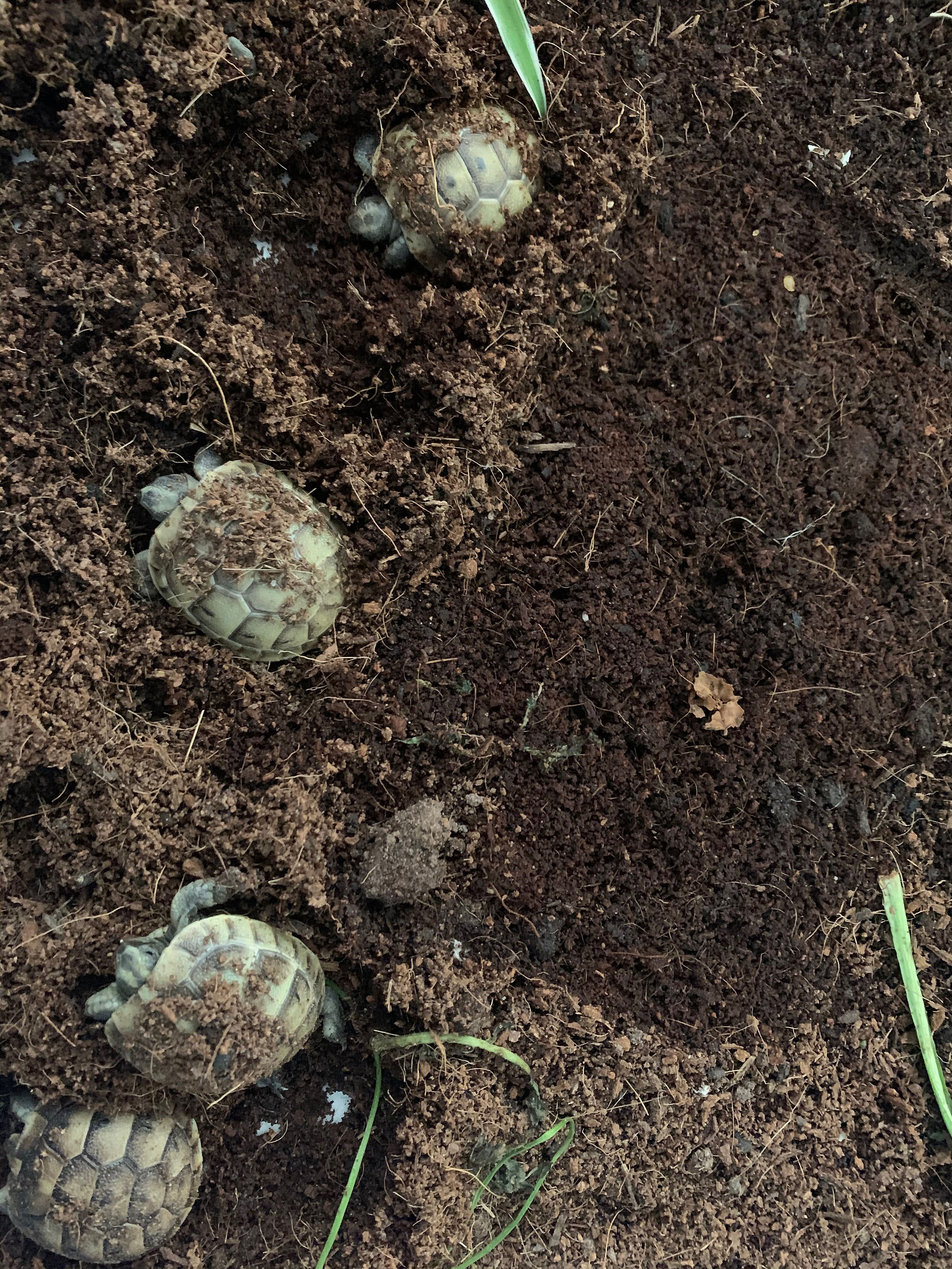 Mediterranean Baby Tortoises burrowing