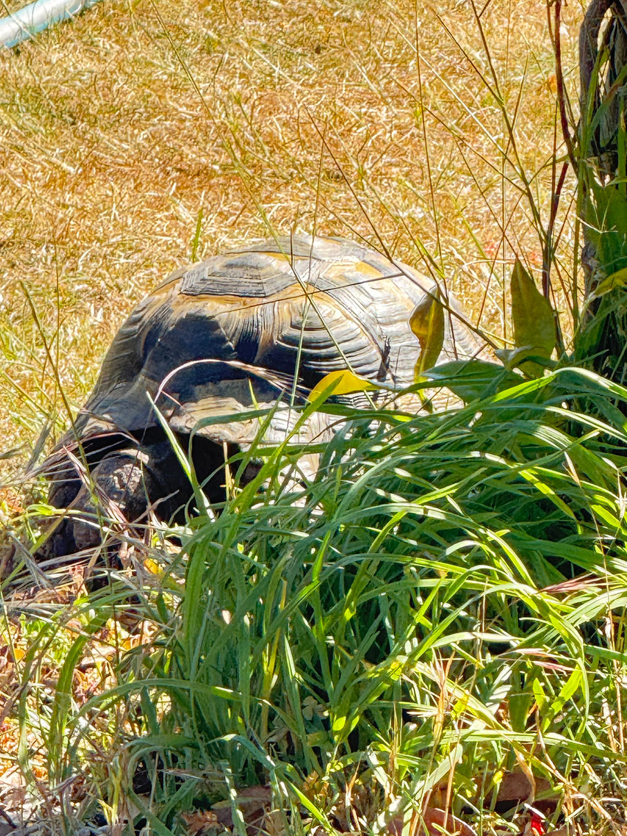 Manuel the spur-thighed tortoise resting naturally among long grass on a warm summer morning.