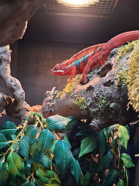 Chameleon on a branch used in reptile education sessions