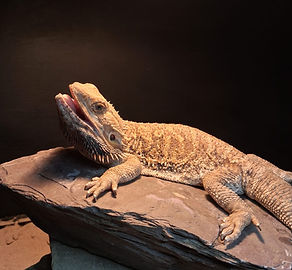 Bearded dragon used in reptile education sessions