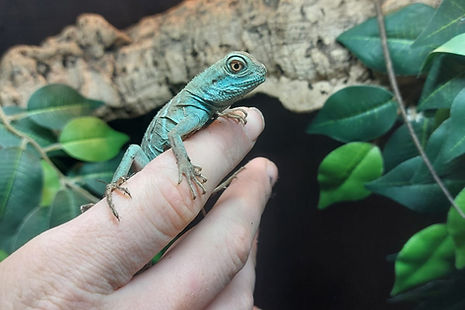 Chinese water dragons