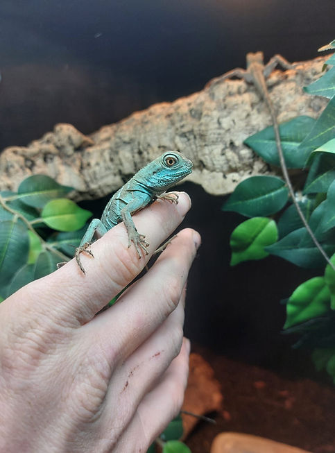 Chinese water dragons