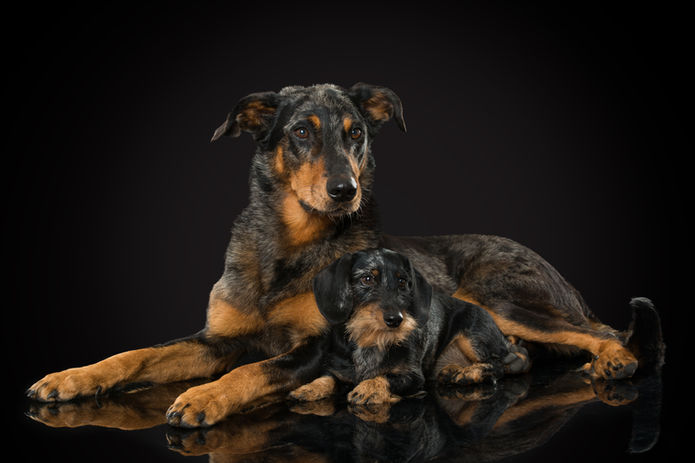 Noemi's Hundesalon