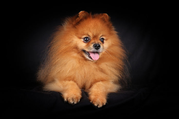 Noemi's Hundesalon