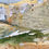 Thumbnail: Malham Cove