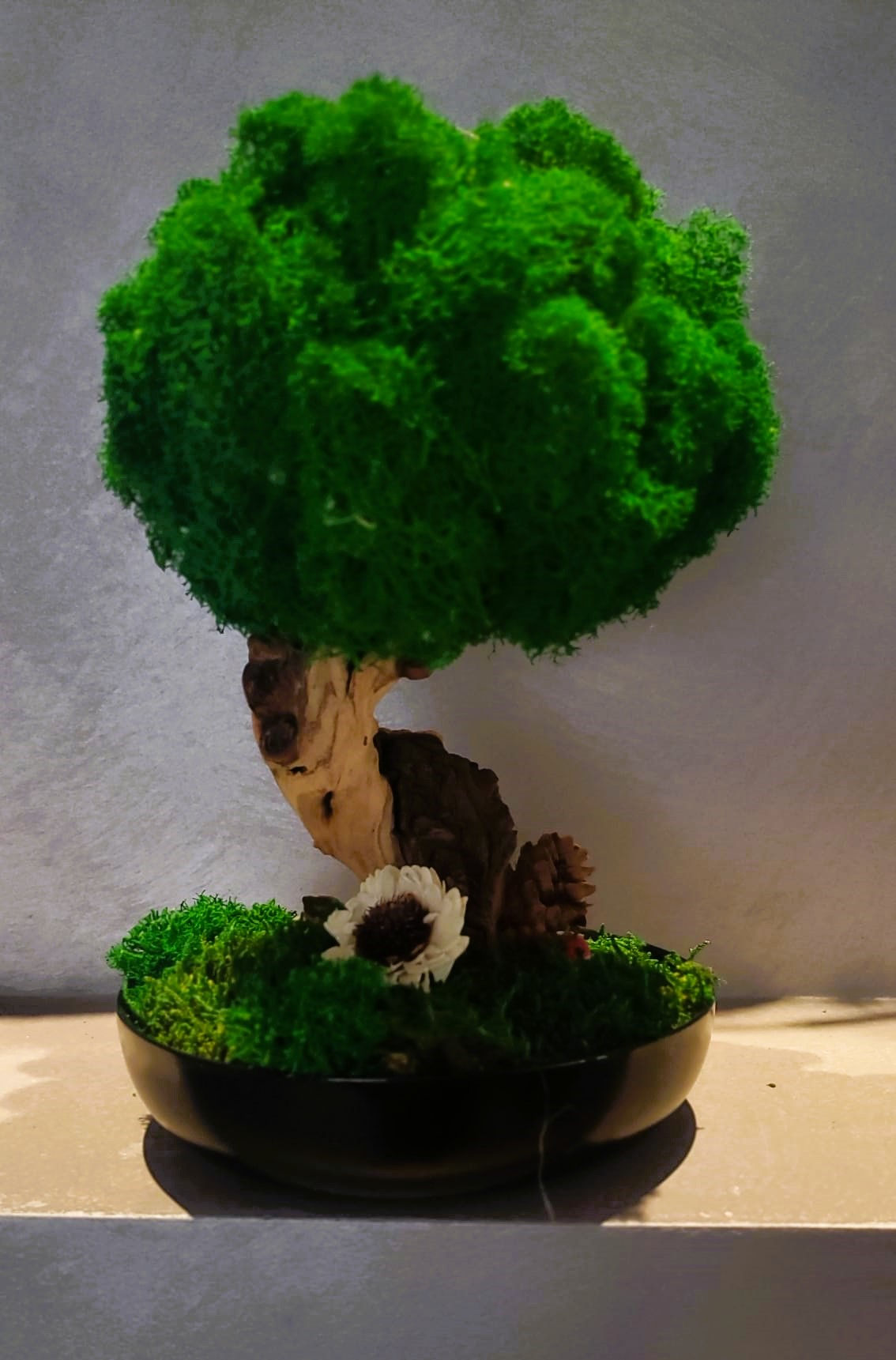 Bonsai 4