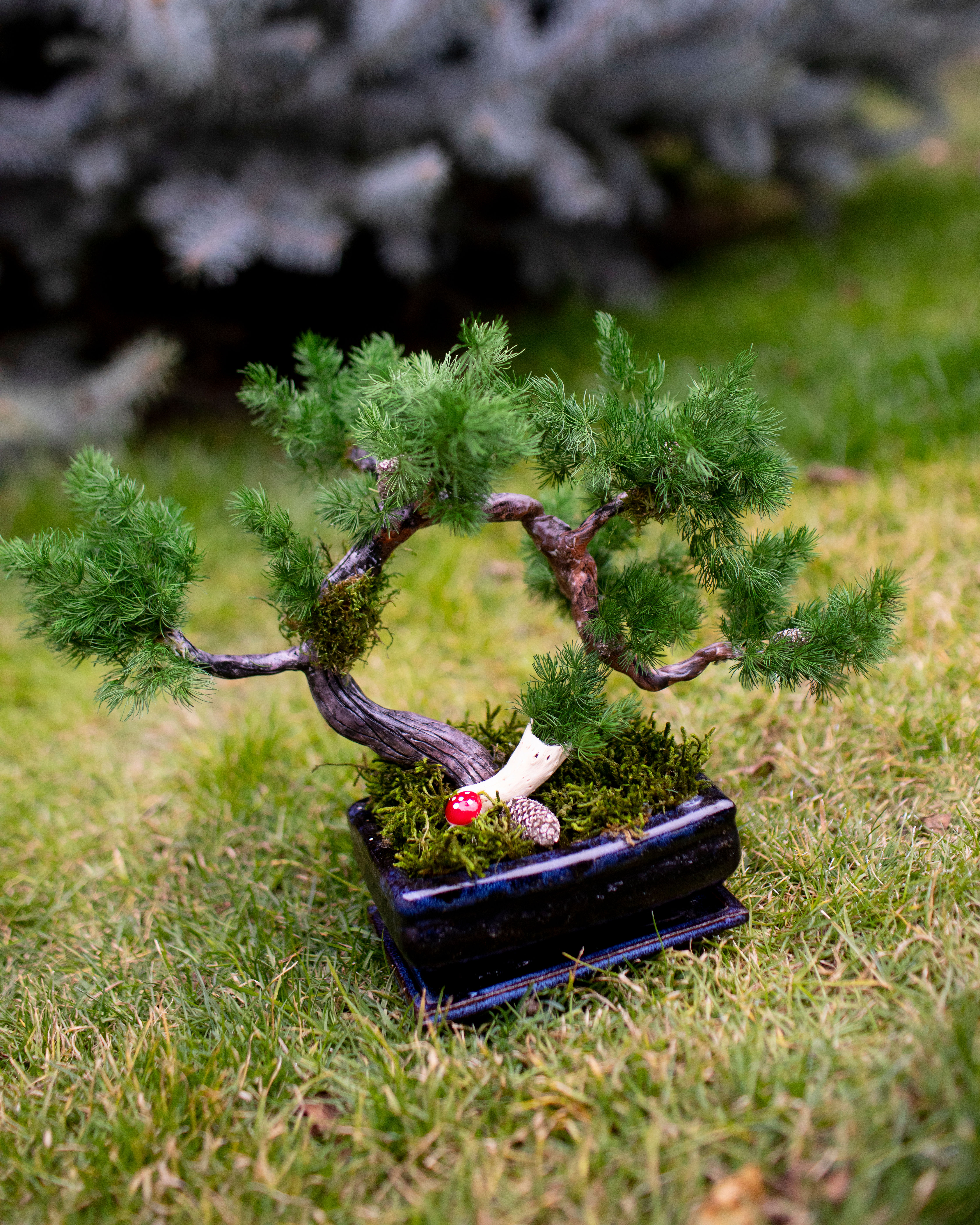 Bonsai Pinum Nigra