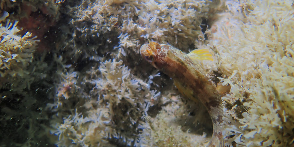 Kimmeridge
