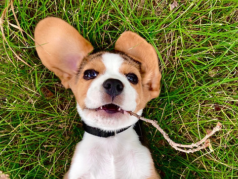 baby beagle