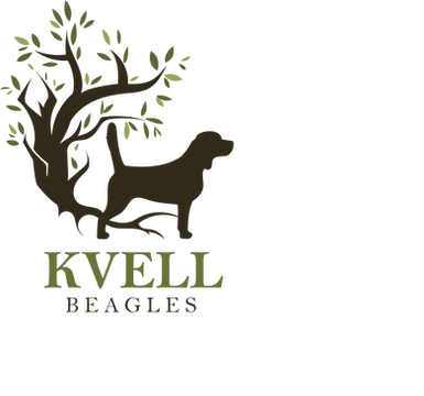 kvell beagles