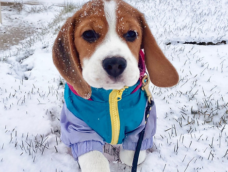 baby beagle