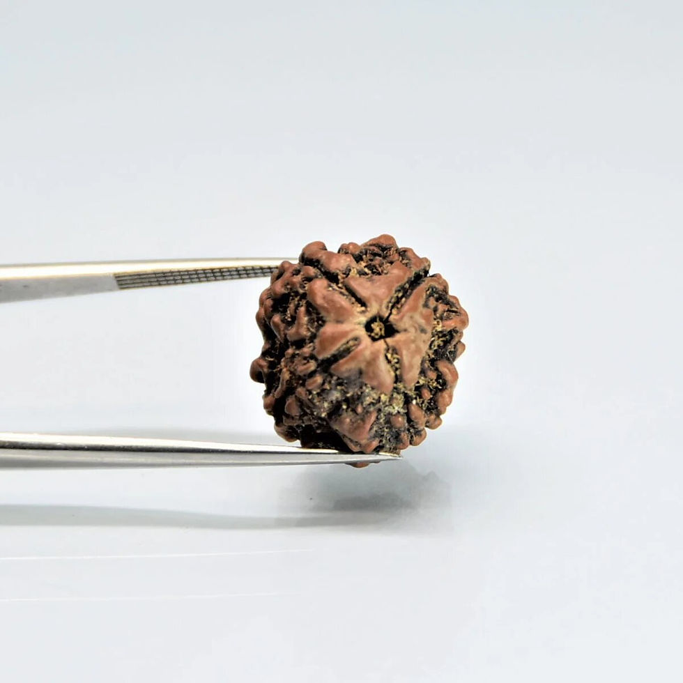 Thumbnail: 4 Mukhi Rudraksh Natural Nepal Certified