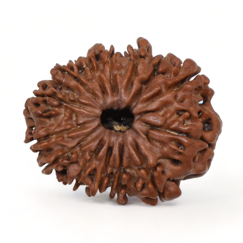 Thumbnail: 14 Mukhi Rudraksh Natural Nepal Certified