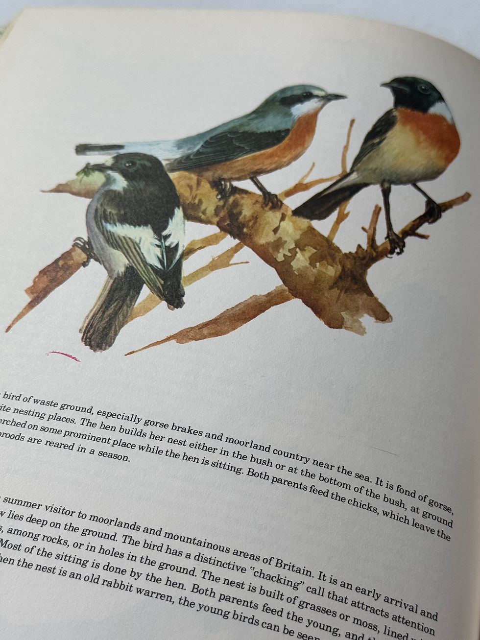 Thumbnail: Birds of the World