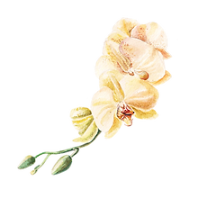 orquideas.png