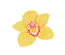 ORQUIDEA AMARILLA.png