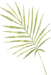PALMA HOJA 2.png