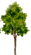 ARBOLES SIN PISO.png