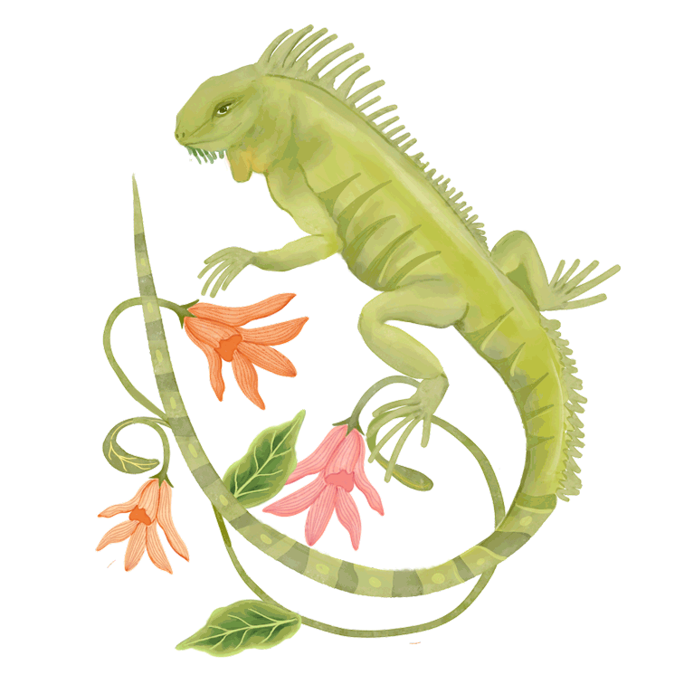 Iguana.gif
